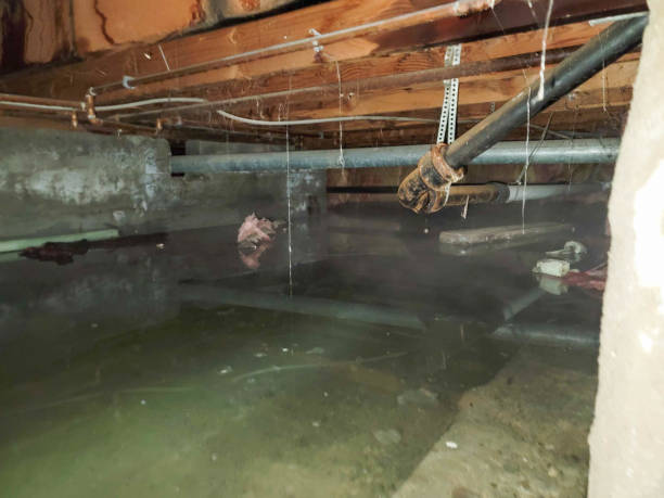 Best Local water damage restoration  in Tatamy, PA